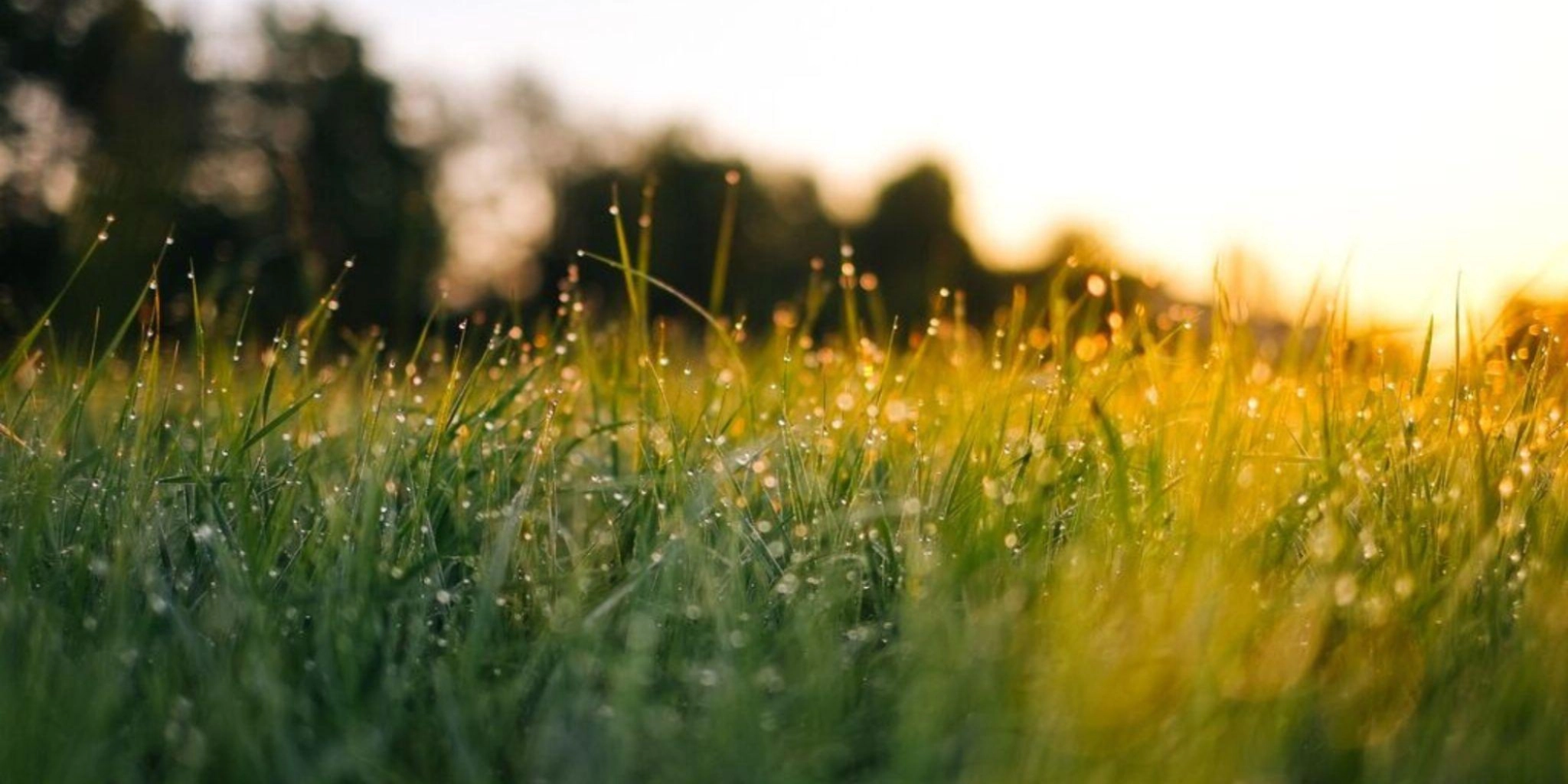 Grass header2048 1024 px 5ss
