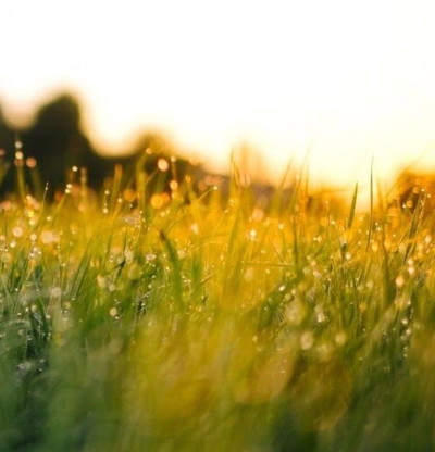 Grass header2048 1024 px 5 - Klantenservice ForFarmers Dealers