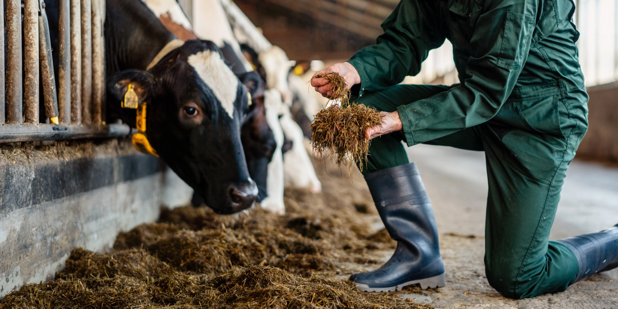 Koe aan voerrek 3 - Klantenservice ForFarmers Dealers