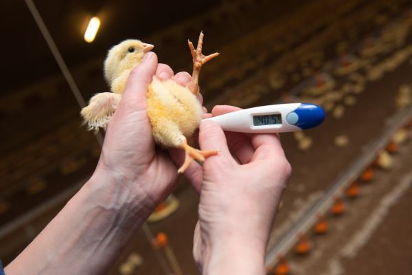 IZF 1059 - PoultryPlus