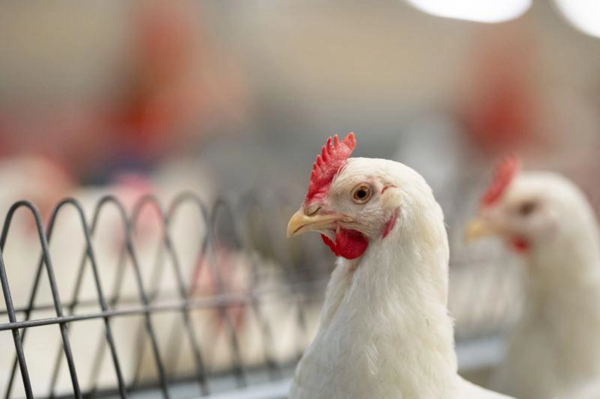 25 Zoetis Agri Communicatie20210629