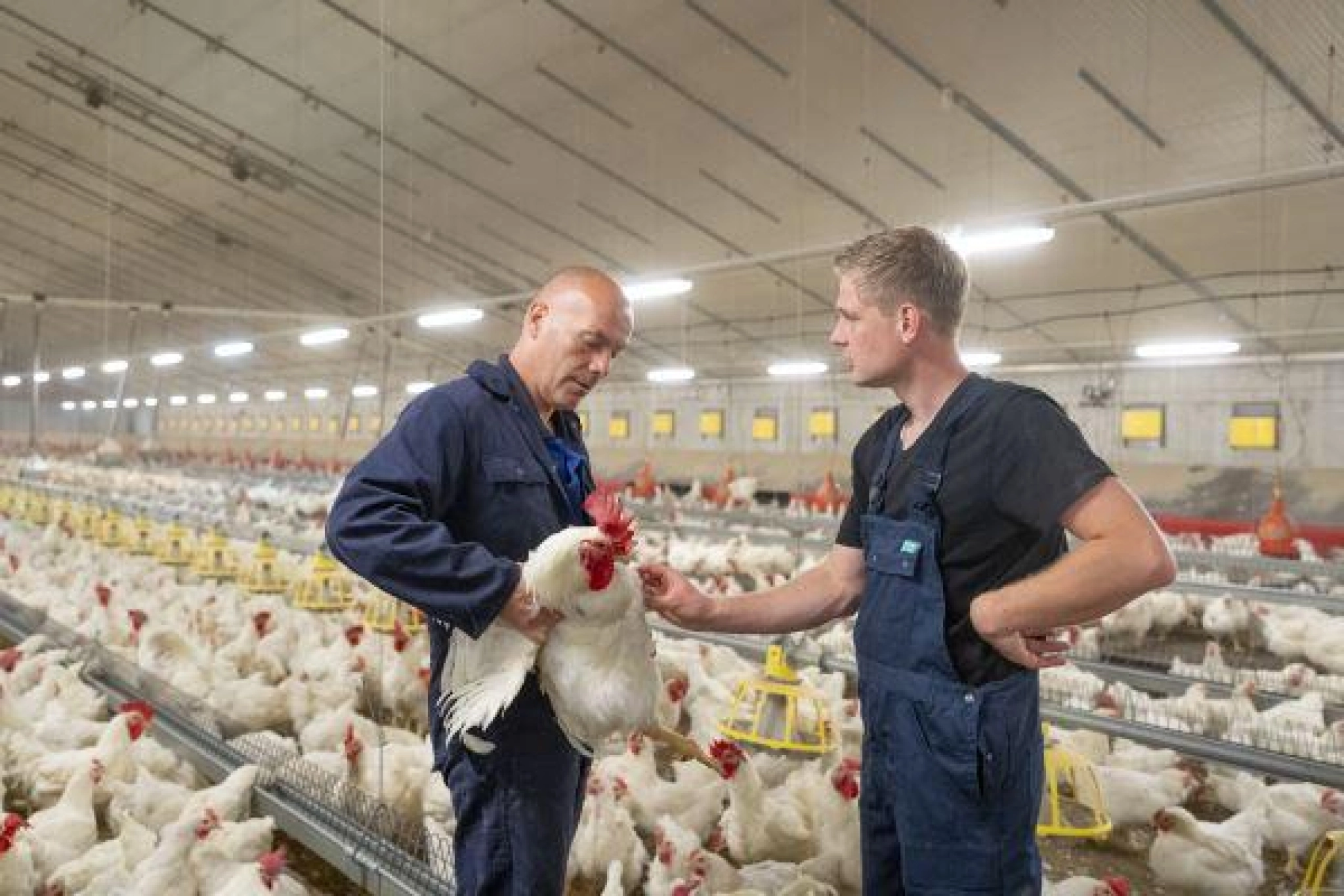 67 Zoetis Agri Communicatie20210629