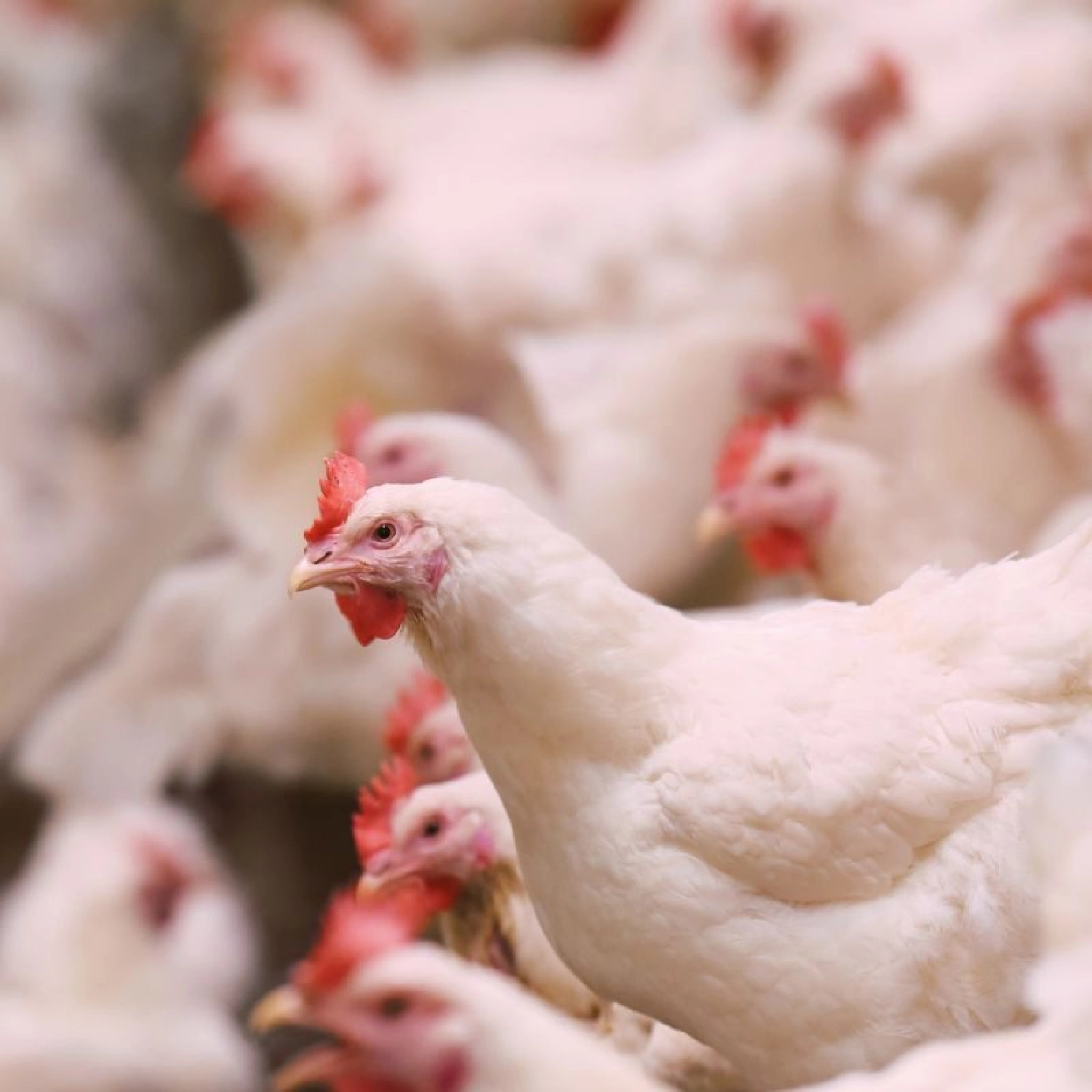 Poultryplus rendement