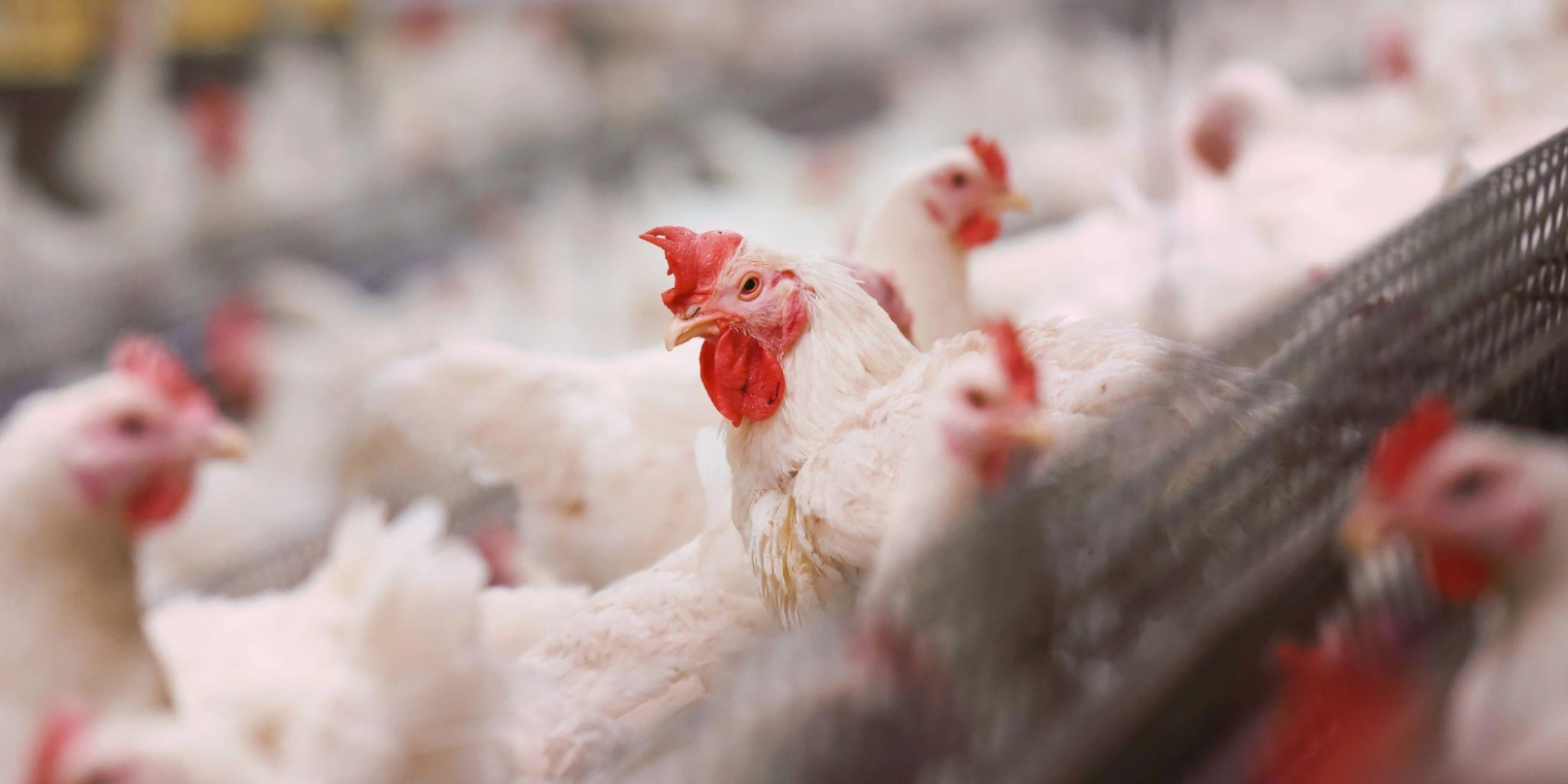Poultryplus onze kippen