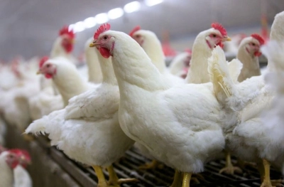 Vleeskuikenouderdieren 1 - PoultryPlus