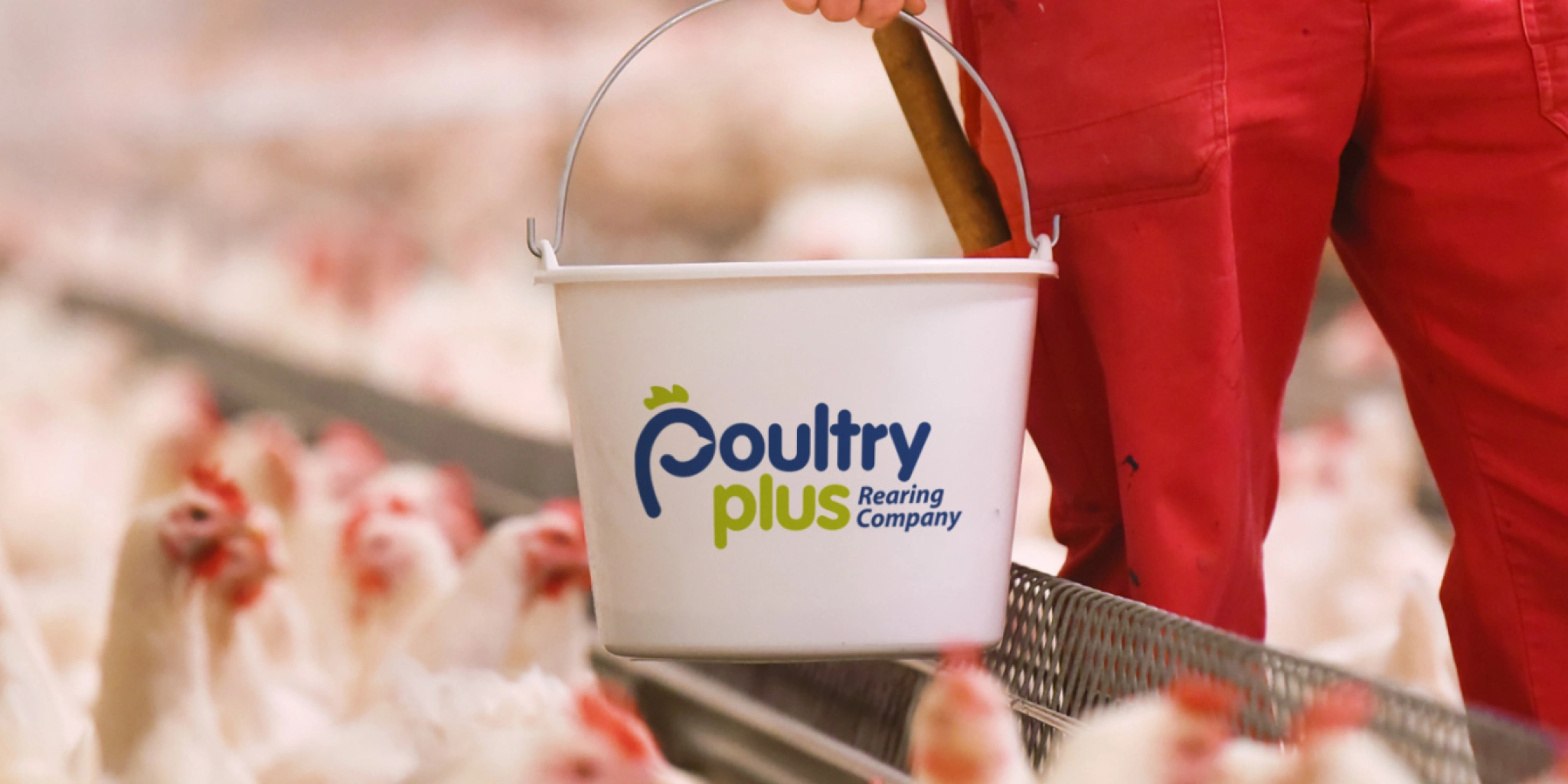 Poultrtyplus header - PoultryPlus