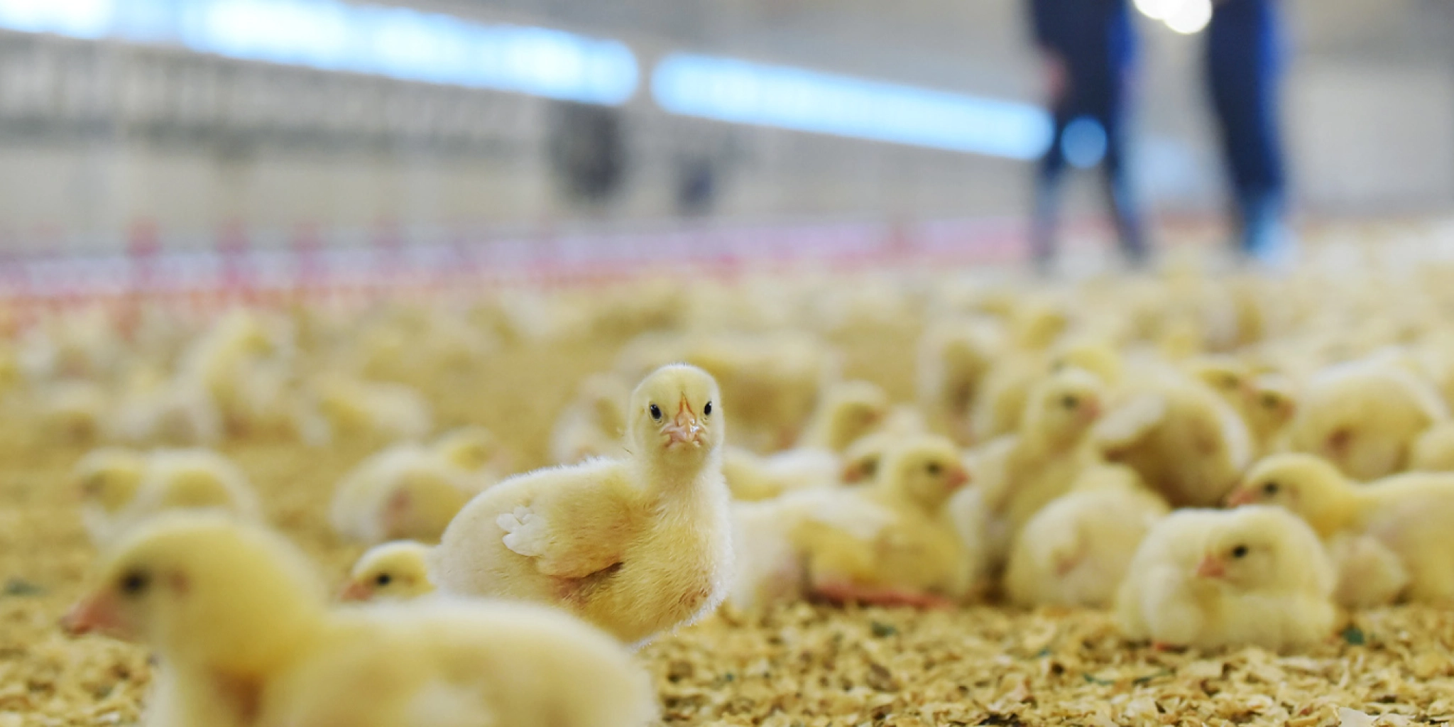 Poultryplus header contact - PoultryPlus