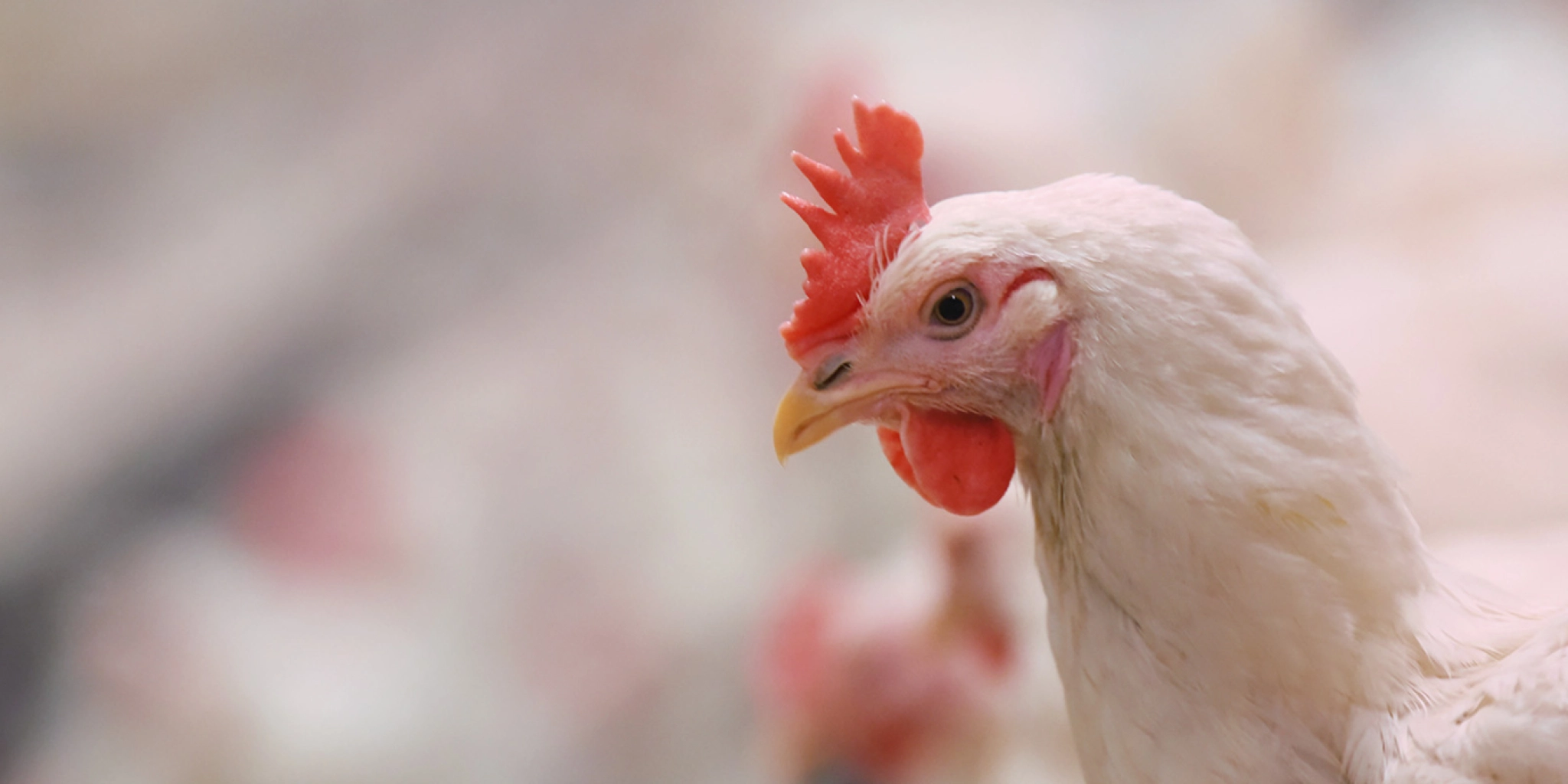 Poultrtyplus header bedankpagina - PoultryPlus