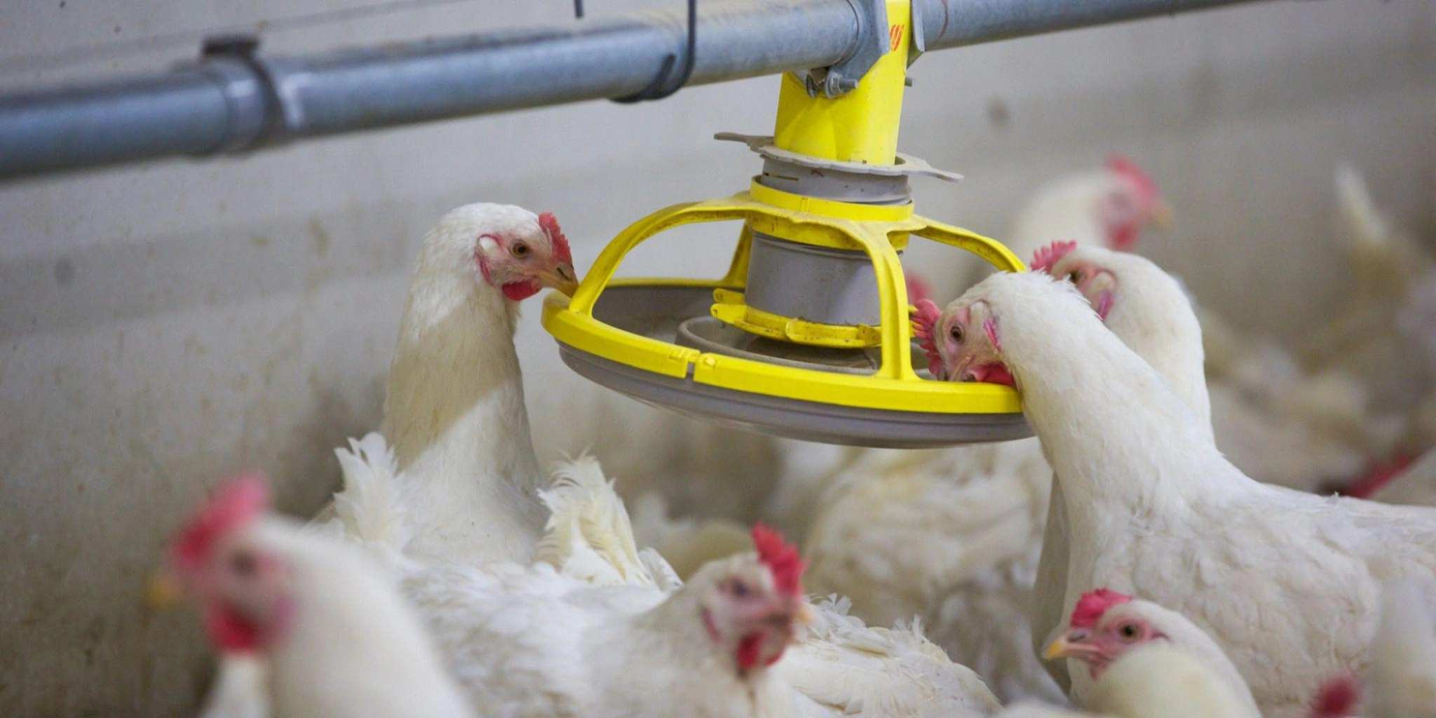 Langzaam segment - PoultryPlus