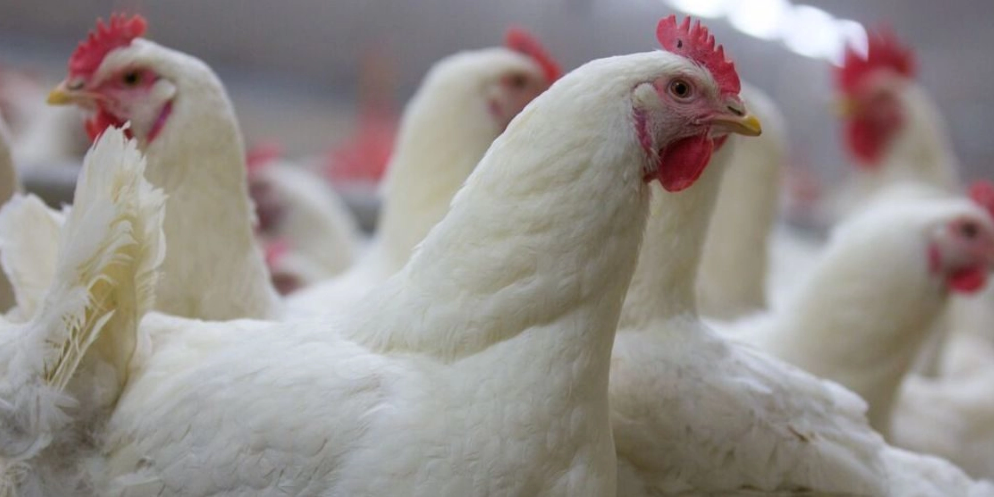 Header vlkod - PoultryPlus