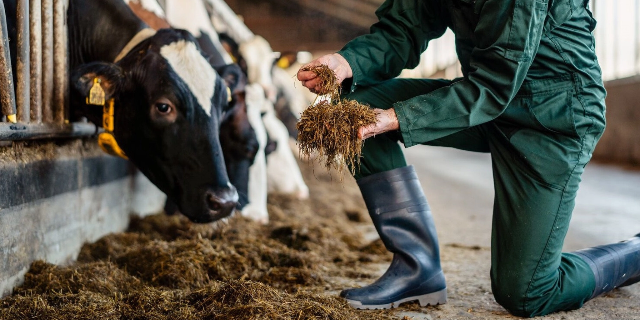 Medium Melkvee ZDWD 7 - Klantenservice ForFarmers Dealers